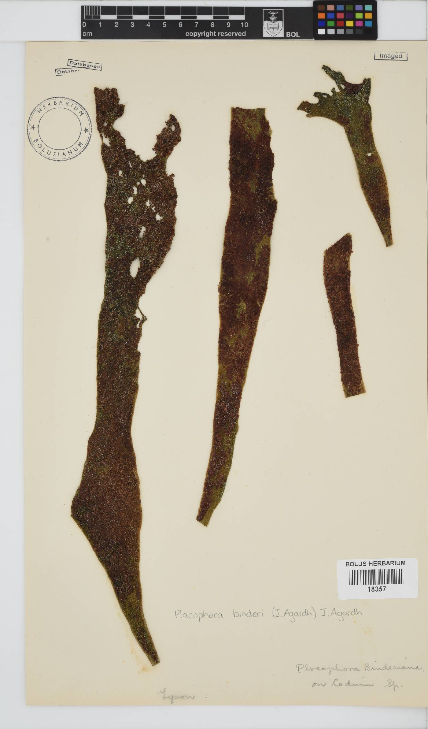 Placophora binderi image