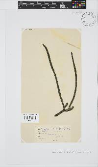 Placophora binderi image