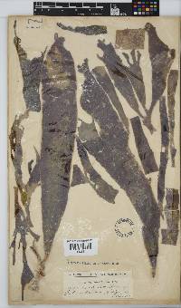 Placophora binderi image