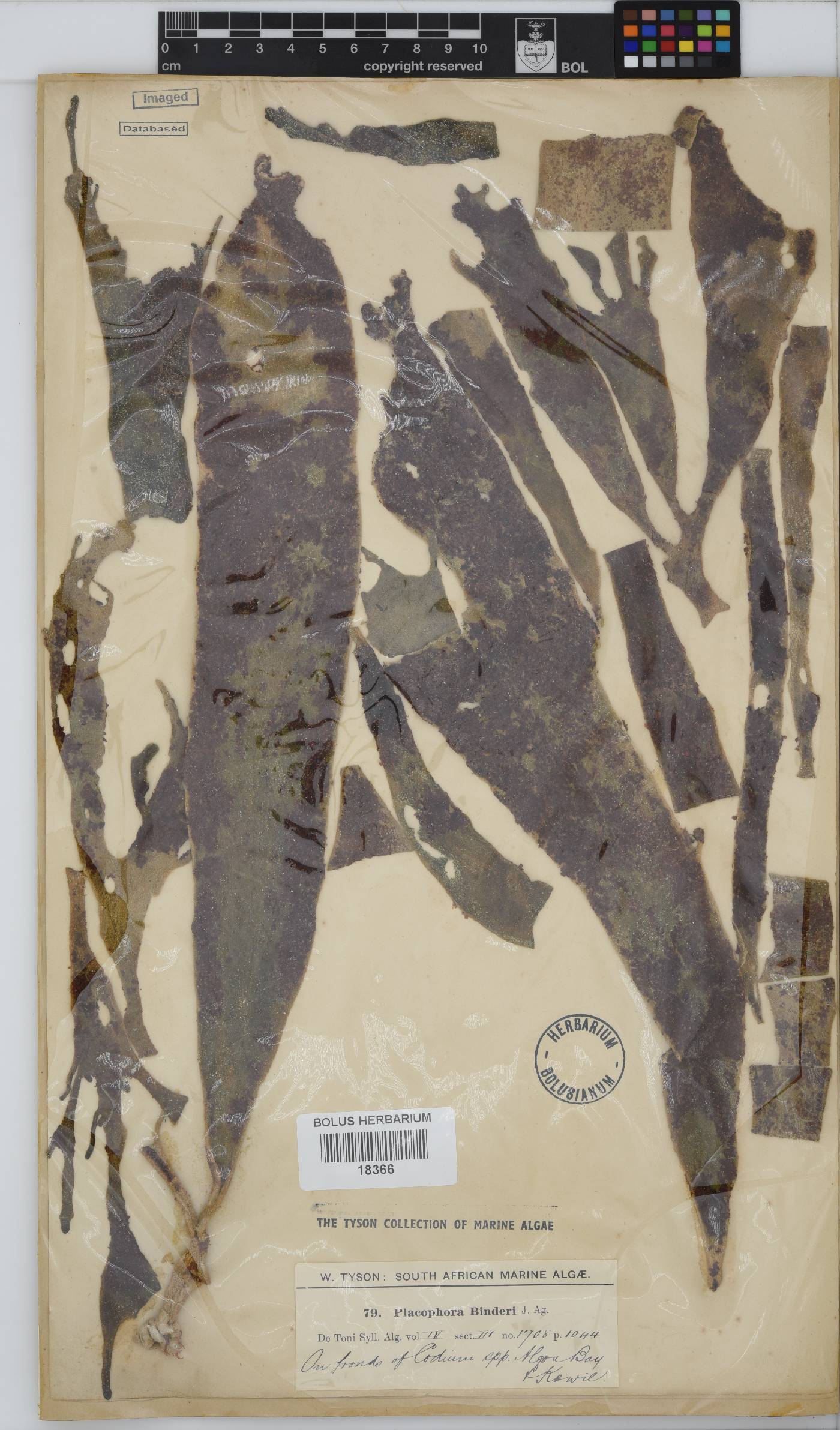 Placophora binderi image