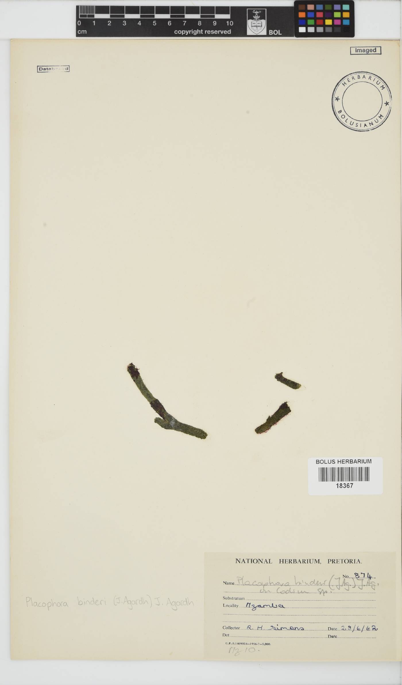 Placophora binderi image