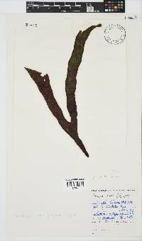 Placophora binderi image