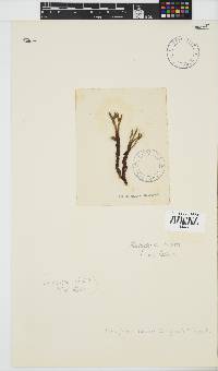 Placophora binderi image