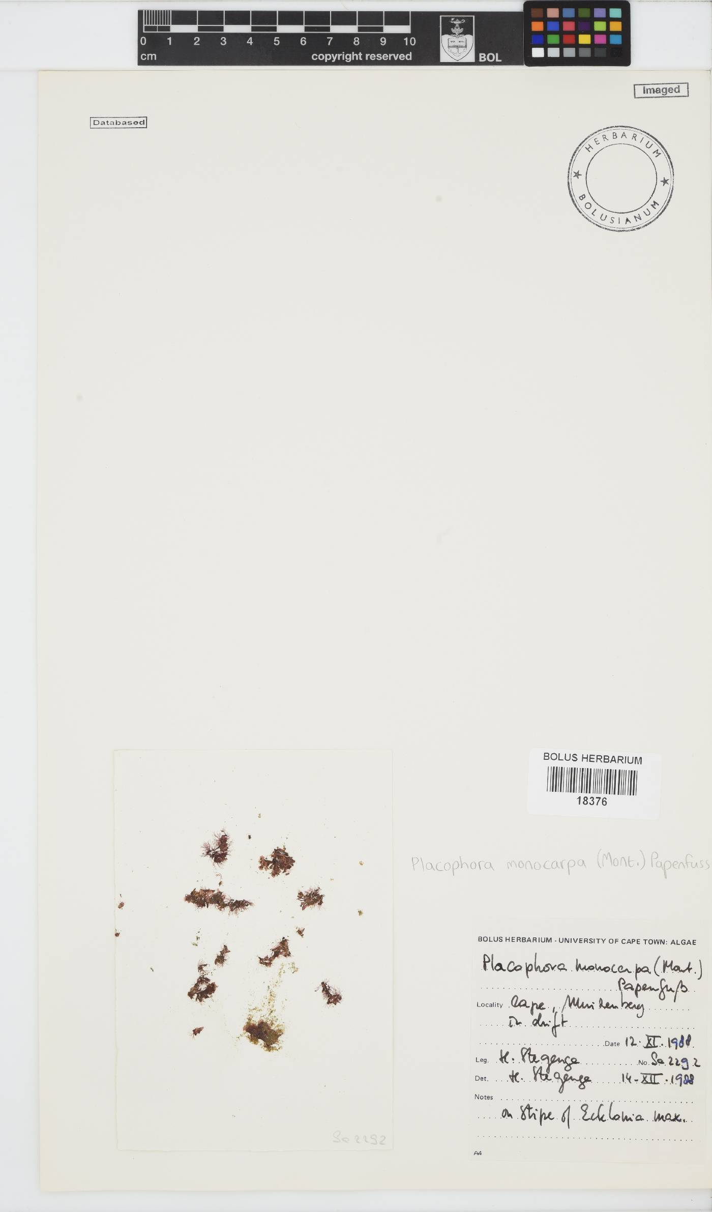 Placophora monocarpa image