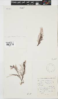 Platysiphonia delicata image