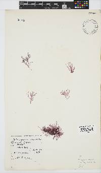 Platysiphonia intermedia image