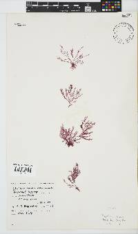 Platysiphonia intermedia image