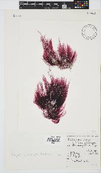 Platysiphonia intermedia image