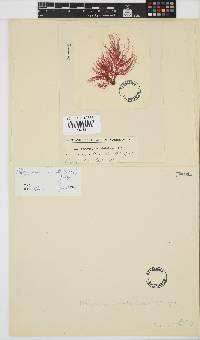 Platysiphonia intermedia image