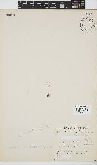Platysiphonia intermedia image