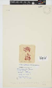 Platysiphonia intermedia image