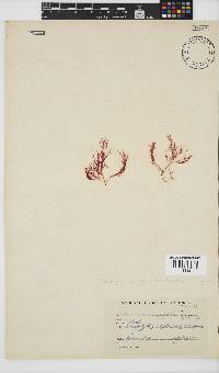 Platysiphonia intermedia image