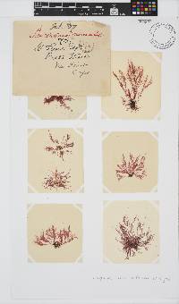 Platysiphonia intermedia image