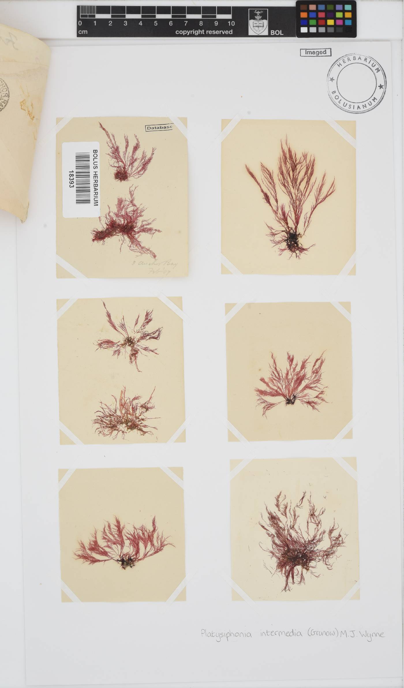 Platysiphonia intermedia image