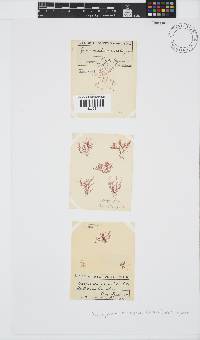 Platysiphonia intermedia image