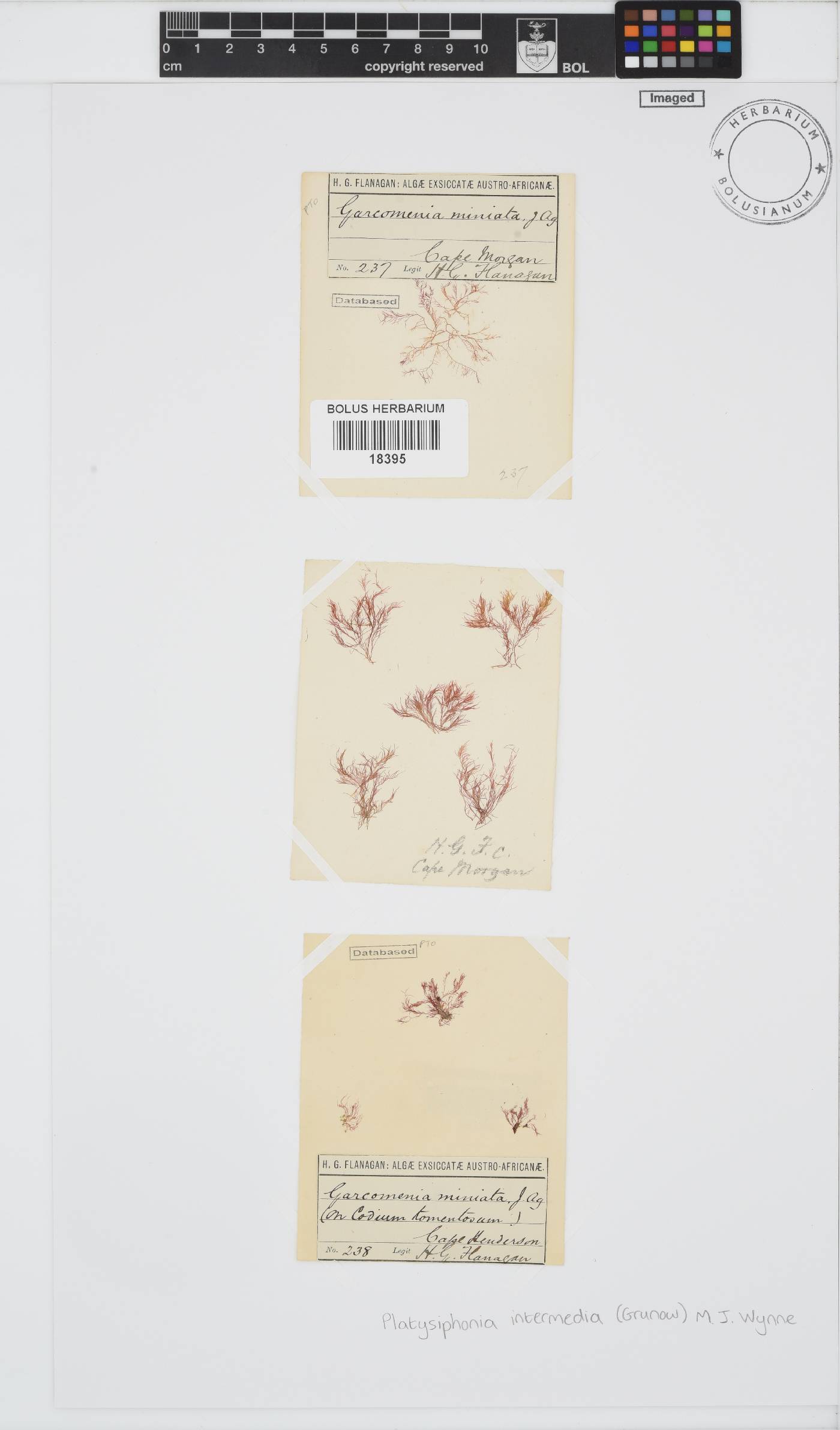 Platysiphonia intermedia image