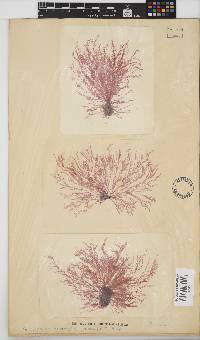 Platysiphonia intermedia image