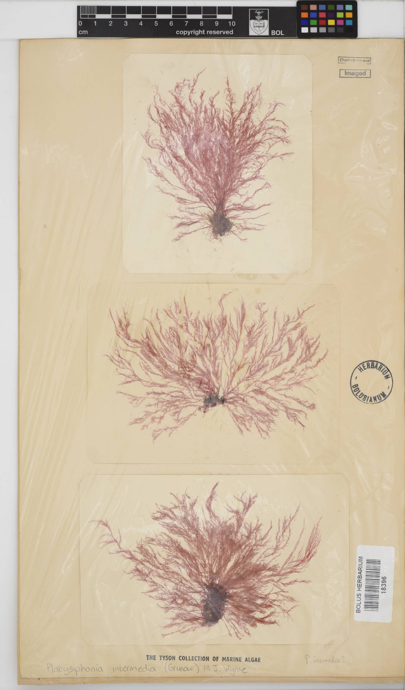 Platysiphonia intermedia image