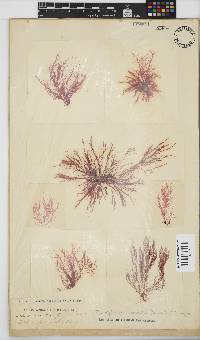 Platysiphonia intermedia image