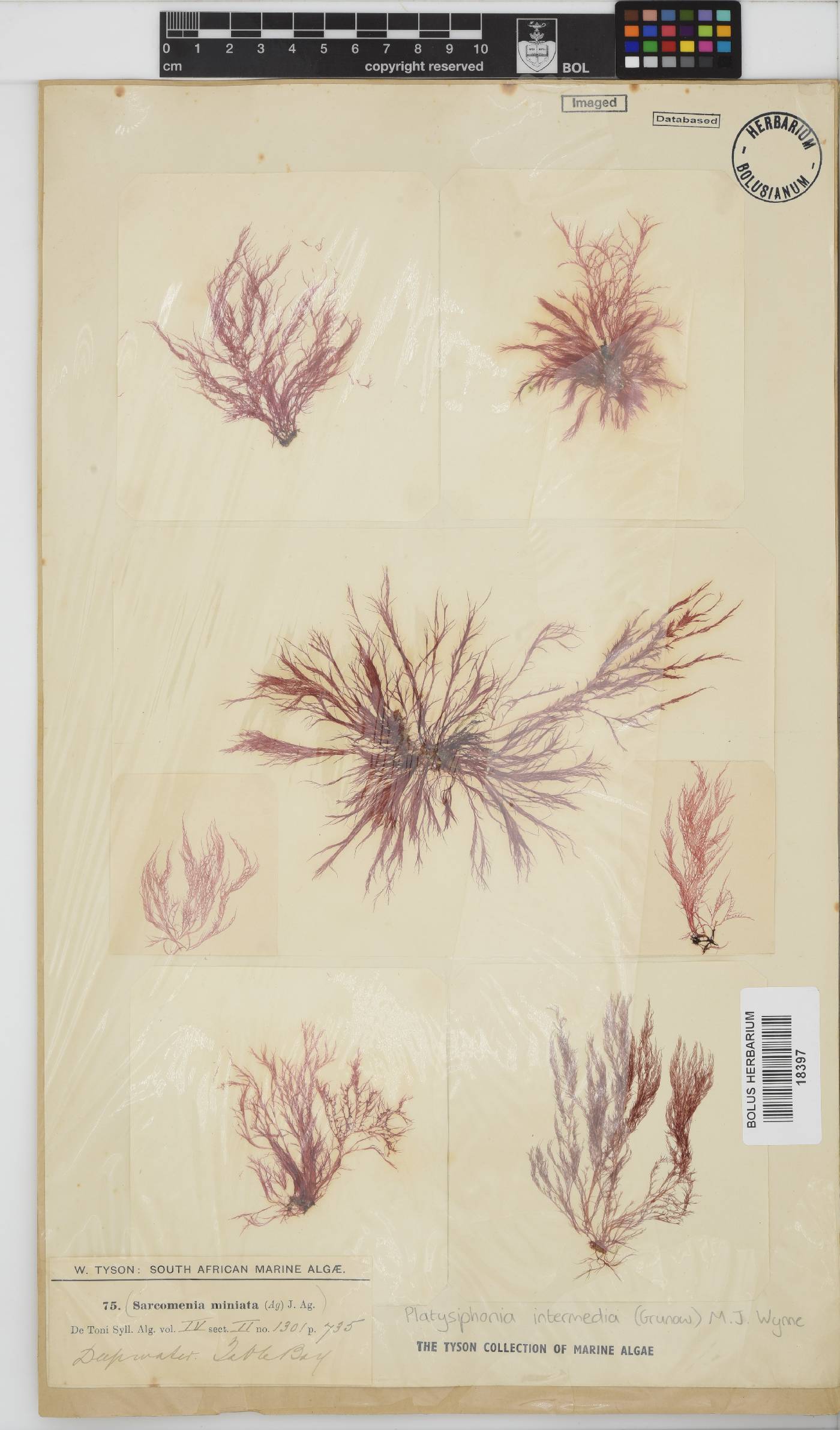 Platysiphonia intermedia image