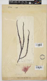 Platysiphonia delicata image