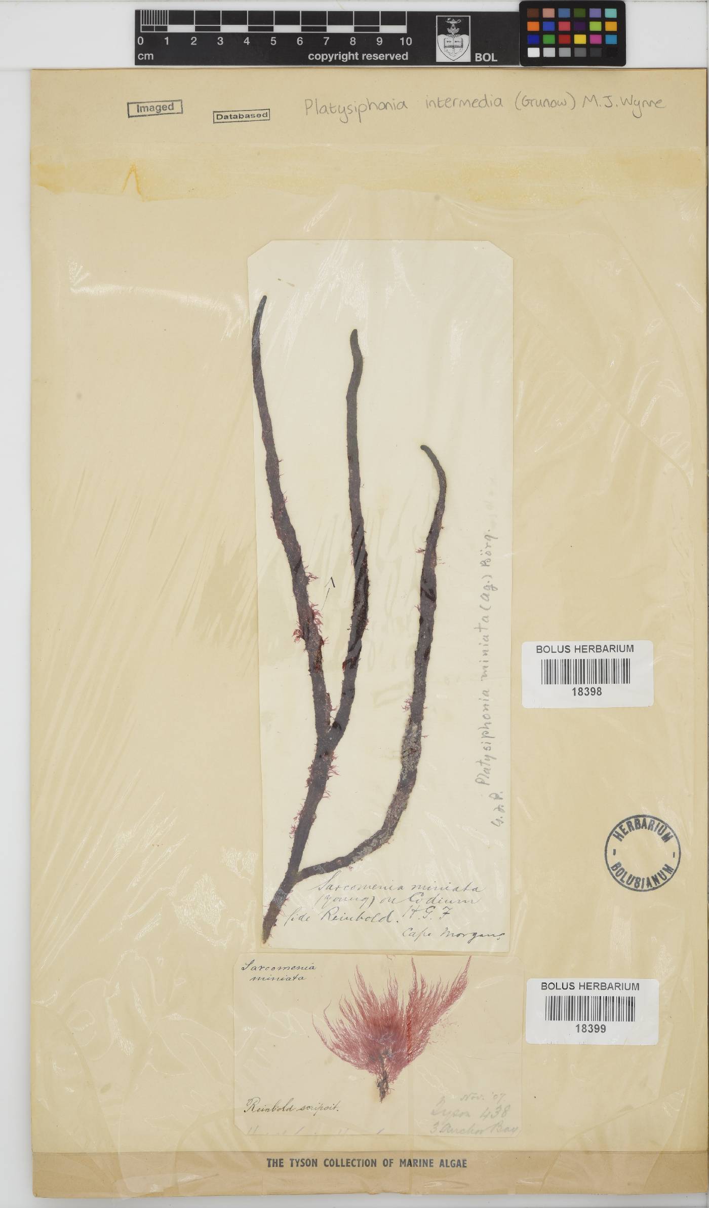 Platysiphonia intermedia image