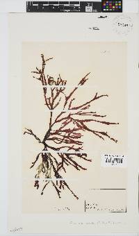 Gracilaria beckeri image