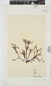 Gracilaria beckeri image