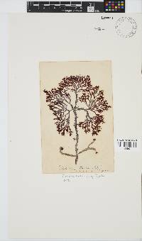 Gracilaria beckeri image