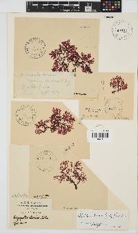 Gracilaria beckeri image