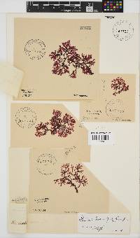Gracilaria beckeri image