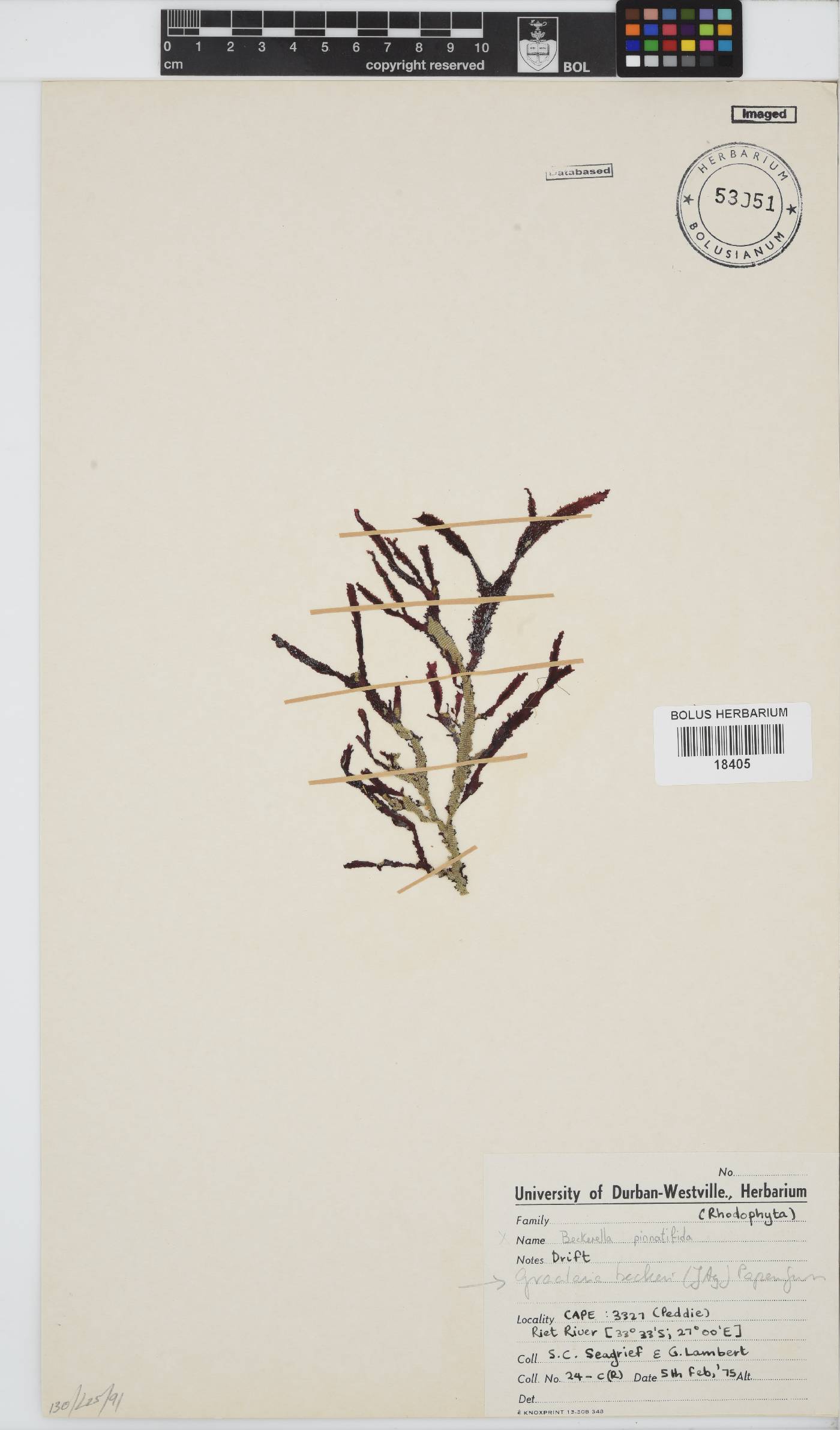 Gracilaria beckeri image