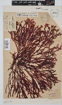 Gracilaria beckeri image