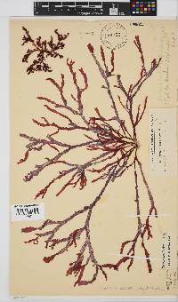 Gracilaria beckeri image
