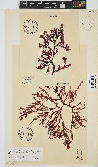 Gracilaria beckeri image