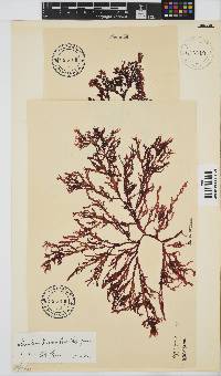 Gracilaria beckeri image