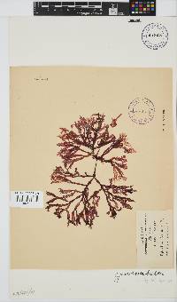 Gracilaria beckeri image