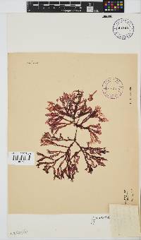 Gracilaria beckeri image