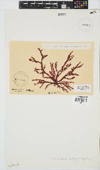 Gracilaria beckeri image