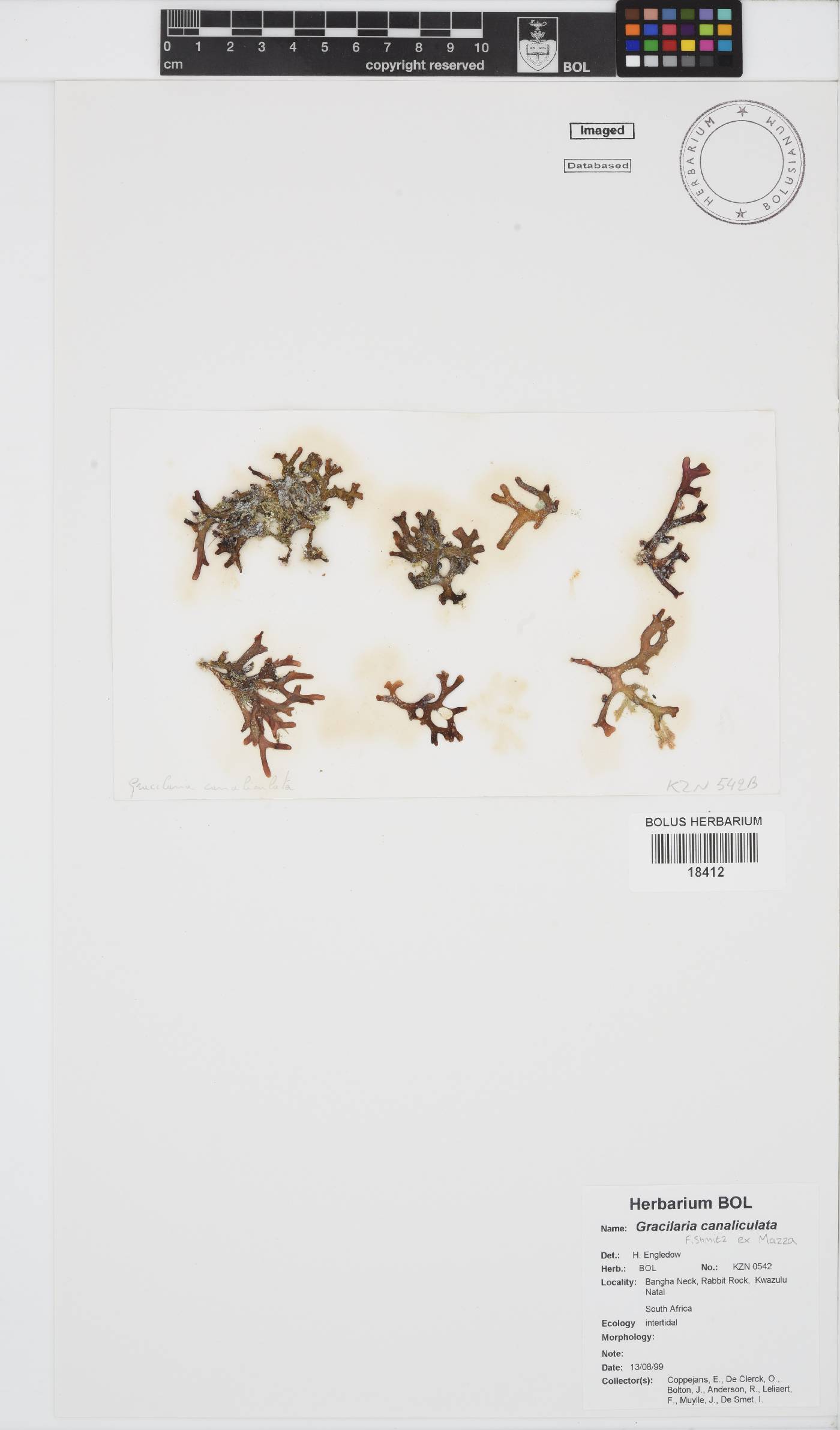 Gracilaria canaliculata image