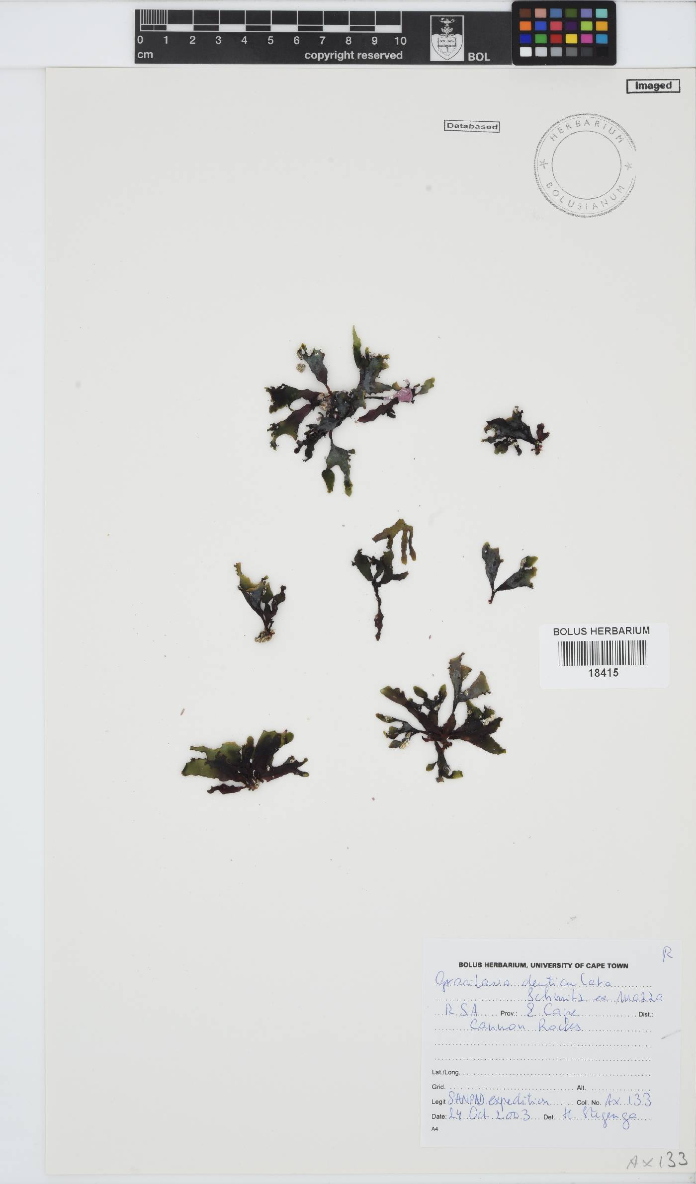 Gracilaria image