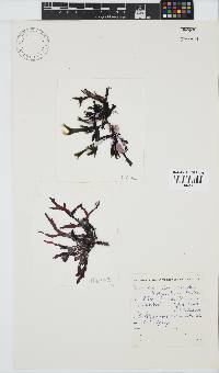 Gracilaria denticulata image