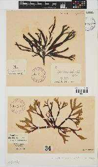 Gracilaria denticulata image