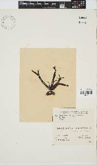 Gracilaria denticulata image