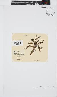 Gracilaria denticulata image