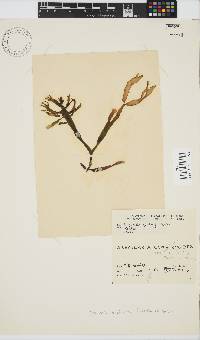Gracilaria denticulata image