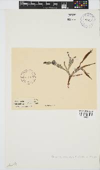 Gracilaria denticulata image