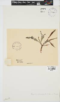Gracilaria denticulata image
