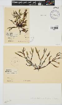 Gracilaria denticulata image