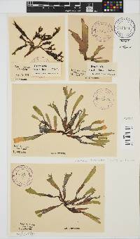 Gracilaria denticulata image